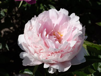 Pfingstrose Myrtle Gentry